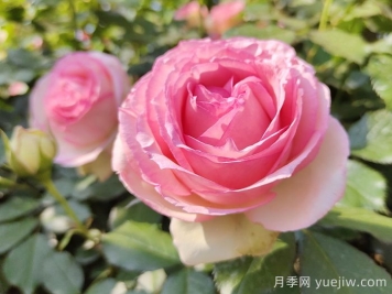 藤本月季的特征、品種、養(yǎng)護