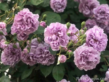 藍色陰雨月季，藍紫色藤本月季推薦