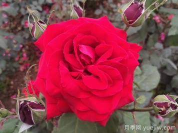 喜歡月季花，你知道月季花該如何養(yǎng)？