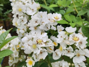 網(wǎng)購(gòu)回來(lái)的月季不開(kāi)花是怎么問(wèn)題？