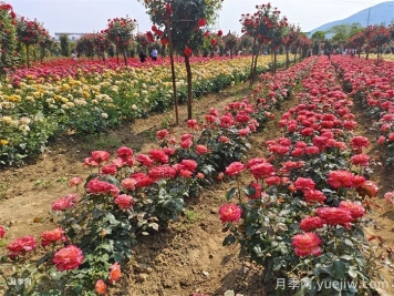 園林景觀(guān)設(shè)計(jì)中的花木配置和原則