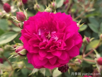甜蜜馬車微型月季難種嗎？甜蜜馬車該如何養(yǎng)？