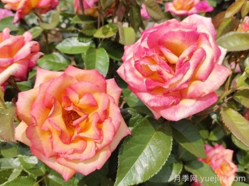 觀(guān)花樹(shù)種在園林綠化中長(zhǎng)盛不衰，有哪些花木？