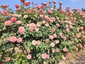 有了院子，一定要種棵爬藤月季