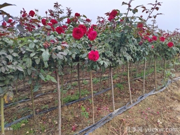 春季如何提高園林工程中新栽植物的成活率？