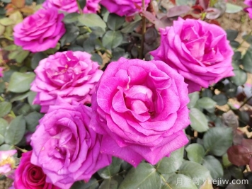 月季有三個坑，養(yǎng)月季花有哪三怕？