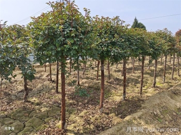 讓月季贏在春天，早春月季精準(zhǔn)修剪指南
