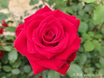 常見的鄉(xiāng)土植物有哪些？