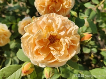 花卉市場(chǎng)月季十元一盆，為何網(wǎng)購(gòu)月季苗要五十一盆？