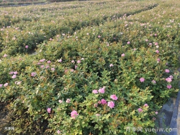 月季花怎么澆水和施肥？