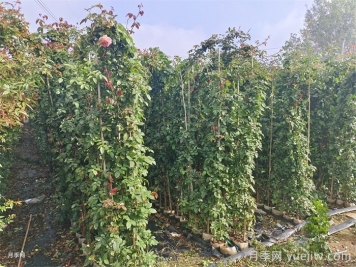 藤本月季是購買大苗好還是小苗好？