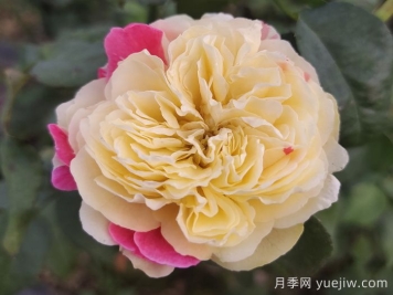 獨(dú)具特色的風(fēng)月月季喲哪些優(yōu)缺點(diǎn)？