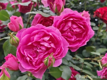 藤本月季大游行和粉色達(dá)芬奇優(yōu)缺點(diǎn)是什么？