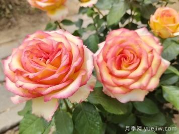 香水月季長(zhǎng)什么樣？