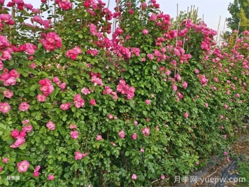 藤本月季不開花什么原因？可能是這6點(diǎn)