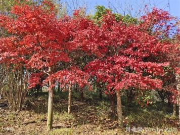 美國紅楓苗木種植時八點修剪建議