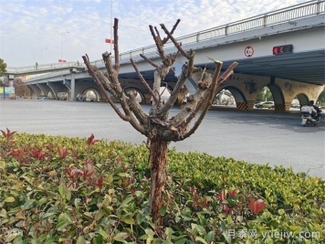 月季冬剪如何處理？修剪有哪些注意事項？