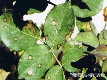 夏天月季發(fā)生炭疽病，該如何有效防治？