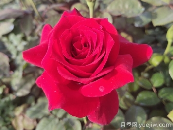 月季花有什么顏色？花色總結(jié)