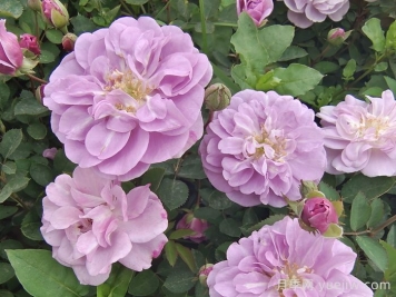 月季花種子幾月播種最好？