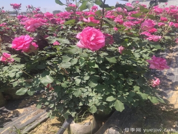 月季栽植的具體步驟有哪些？
