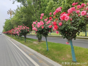 月季樹移栽別太深，該如何補救？
