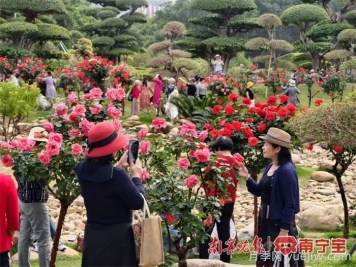 南寧南湖公園，2萬(wàn)株月季盛放的夢(mèng)幻花園