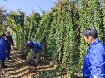 藤本月季生長速度快慢，該怎么辦？