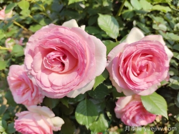 想體驗(yàn)坐擁花海，6款藤本月季助你春花無(wú)憂