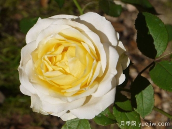 無限永遠(yuǎn)月季/英菲尼迪