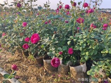 剛移栽的月季怎么澆水？