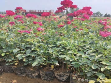 月季苗什么時候移栽好？夏天能買月季苗么？