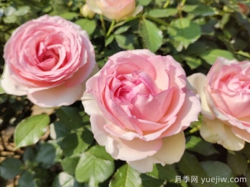 龍沙寶石月季一年能開幾次花？