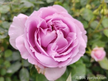 推薦5種藍色網(wǎng)紅月季，花量大花期長