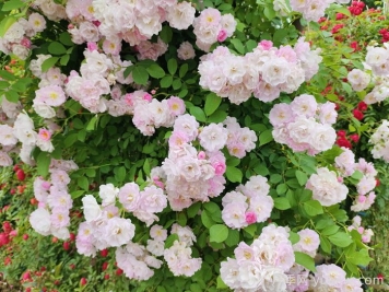 玫瑰、月季、薔薇怎么區(qū)分？你認(rèn)識(shí)真正的月季花嗎？