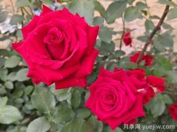 薔薇、月季、玫瑰怎么區(qū)分？