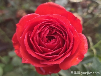 經(jīng)典中國紅！20種紅色月季推薦