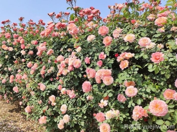 月季花枝垂頭打蔫，原來是莖蜂惹的禍