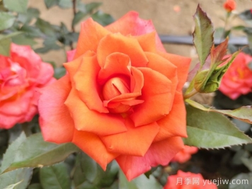 月季花種子怎么種才能苗出的快？