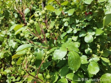 帶花苞的月季小苗，如何給它定植服盆？