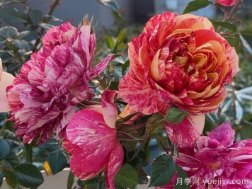 果汁飛濺月季為什么會出現(xiàn)返祖？