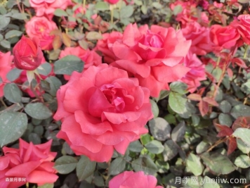 月季花在中國(guó)有哪些受歡迎的品種？