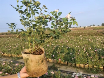 ?月季為什么掉葉子？