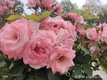 月季花后需要修剪嗎？不剪可以嗎？