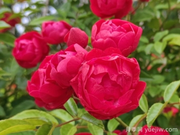 紅科斯特變成紅木香月季，新名字成就一種花