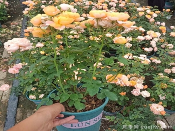 哪里能買到對(duì)版的月季？月季網(wǎng)告訴你