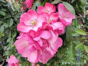 藤本月季中有哪些單瓣花？