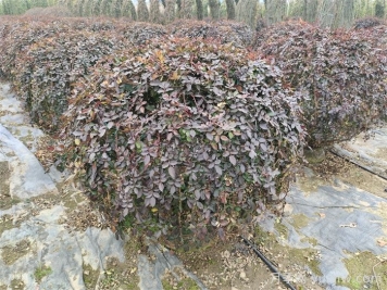 月季花耐寒最低多少度？
