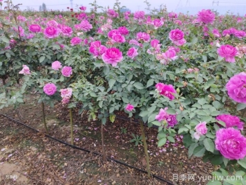 月季夏天怎么養(yǎng)？夏季月季的養(yǎng)殖注意事項(xiàng)