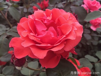 大花月季品種的花朵大小會(huì)受到哪些因素影響？